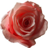 Valentine's Day Gift Preserved Rose