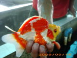 Carassius Auratus - Ryukin Goldfish