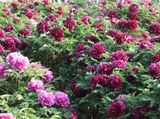 Tree Peony 2
