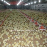 Automatic Poultry Farm Equipment for Broiler
