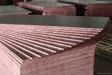 Eucalyptus Timber for Construction (15mm/17mm/18mm/21mm)