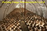 Organic Maitake Extract in High Quality; Maitake D-Fraction; No. 1 Ecological Supplement; USA&EU Certificate; Edible and Medicinal Mushroom