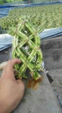 Lucky Bamboo (eight- twisted shape)