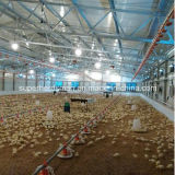 Custermized Poultry Farm Construction with Steel Structure