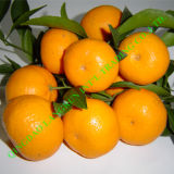 2013 Fresh Honey Orange/Mandarin Orange