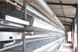 Jinfeng H Type Automatic Chicken Cage System for Poultry Farm