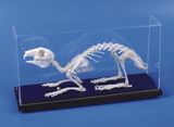 Rabbit Skeleton M14002