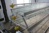 Automatic Drinking Feeding System for Poultry Cage Nigeria