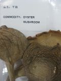 Dried Oyster Mushroom, Pleurotus Ostreatus, Cap Fungus (DSH-4)