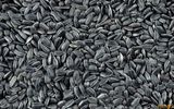 Black Oil Sunflower Seeds 562