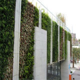 Outdoor Park Decoration Artificial Plants Wall (SJ)