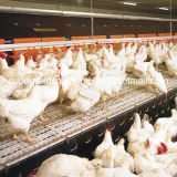 Full Set Automatic Poultry Equipment for Broiler Farm House