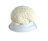 Human Brain Model (Teaching model)