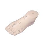 Acupuncture Model - 13cm Foot Model