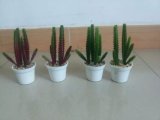 Artificial Plants and Flowers of Succulent Plant Gu-Jys-00034