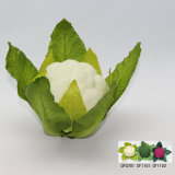 Artificial Vegetable, Imitative PVC Cauliflower