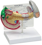 Pharma Promotion Gift- Pancreas Model