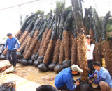 Trachycarpus Fortunei Palm Trees