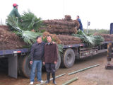 Trachycarpus Fortunei Windmill Palm
