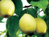 Export New Crop Fresh Good Quality Ya Pear