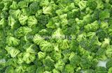 IQF Broccoli Florets, , Frozen Broccoli Florets