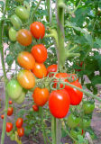 Liansheng Early Maturing Cherry Tomato Seed (GL-TT01)