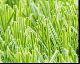 Double - Stem Grass