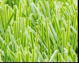 Double - Stem Grass