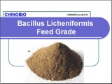 Feed Additives Bacillus Licheniformis Feed Grade for Animal