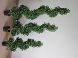 Artificial Spiral Plants