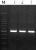 Taq Plus DNA Polymerase (PR1041)