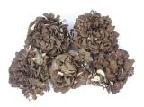 Organic Mushroom Grifola Frondosa (Maitake Mushroom) Nop (USDA) /EU