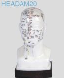 Head Acupuncture Model (Headam20)