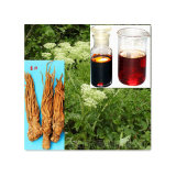 a Good Sale Natural Volatile Oil of Angelica Oil