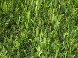 Artificial Grass for Football Field (A650416ZD11021)