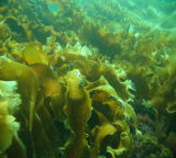 Natural Kelp Extract Fucoxanthin