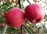 Fresh FUJI Apples From China with Competetive Price