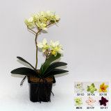 Silk Orchid Flower