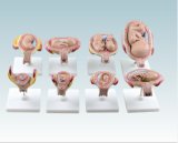 Fetus Development Teaching Model (BIological model)