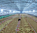 Automatic Poultry Farm Equipment Used for Broiler House