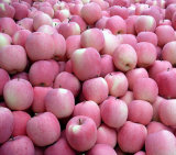 2014 New Crop Yantai Apples
