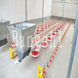 Poultry Equipment for Broiler House