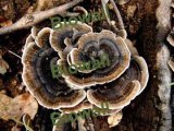 Wild Turkey Tail Mushrooms