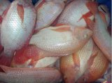 Frozen Red Tilapia Whole Round Gutted and Scaled