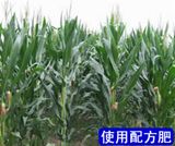 Compound Fertilizer