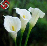 Calla Lily Flower, Foam Artificial Flower, Let Beauty Exist Forever
