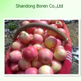 2015 Royal Qinguan Apple Import From China