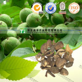 Manufacturer Production Pure Herb Dried Immature Orange Peel