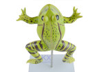 Hot Sale High Quality Frog Model