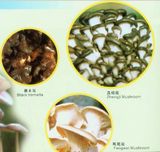 Zhengji/Fengwei Mushroom